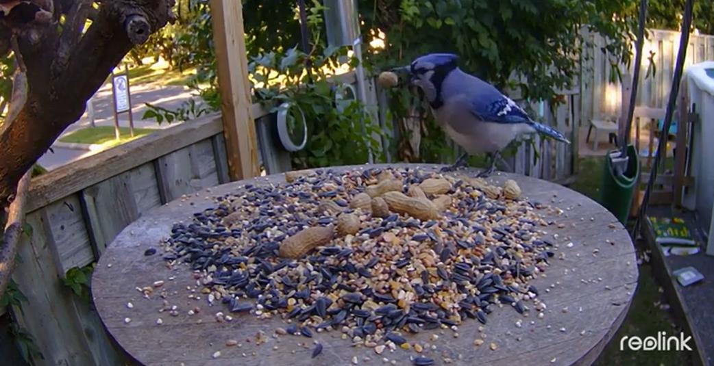 Kamera IP Reolink GO Series G330 camuflage z panelem solarnym 13 Kamera IP Reolink GO Series G330 camuflage z panelem solarnym - obrazek 13